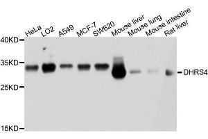 Western blot analysis of extracts of various cell lines, using DHRS4 antibody. (DHRS4 抗体  (AA 1-278))