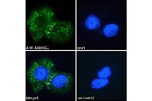 NCEH1 抗体  (C-Term)