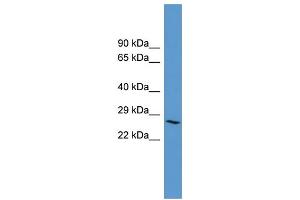WB Suggested Anti-ADORA3 Antibody Titration: 0. (Adenosine A3 Receptor 抗体  (C-Term))