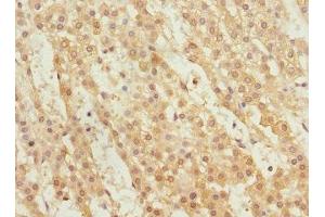 Immunohistochemistry of paraffin-embedded human adrenal gland tissue using ABIN7166319 at dilution of 1:100 (WNT9A 抗体  (AA 206-365))