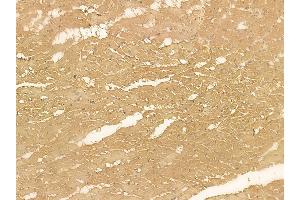 CED6 Mouse Monoclonal Antibody at 1/100 staining rat heart tissue by IHC-P. (GULP1 抗体)