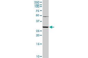 Western Blotting (WB) image for anti-Killer Cell Lectin-Like Receptor Subfamily C, Member 1 (KLRC1) (AA 1-233) antibody (ABIN517356)