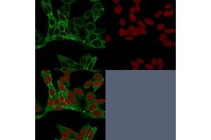 Confocal immunofluorescence image of HeLa cells using Beta-Catenin Mouse Monoclonal Antibody (15B8) labeled is Green (CF488) and Reddot is used to label the nuclei Red.