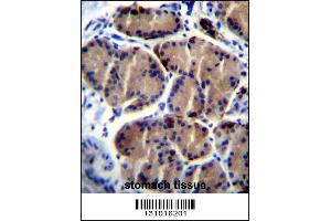 LIPC Antibody immunohistochemistry analysis in formalin fixed and paraffin embedded human stomach tissue followed by peroxidase conjugation of the secondary antibody and DAB staining. (LIPC 抗体  (AA 310-338))