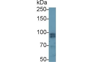 Western Blotting (WB) image for anti-Signal Transducer and Activator of Transcription 4 (STAT4) (AA 505-737) antibody (ABIN7443809)