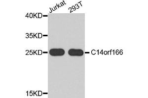 Western blot analysis of extracts of various cell lines, using C14orf166 antibody. (C14orf166 抗体)