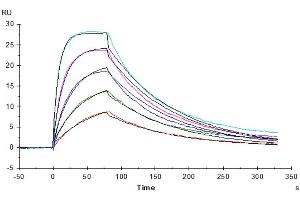 Surface Plasmon Resonance (SPR) image for Interleukin 2 Receptor, beta (IL2RB) (AA 27-239) protein (His-Avi Tag) (ABIN7274076)