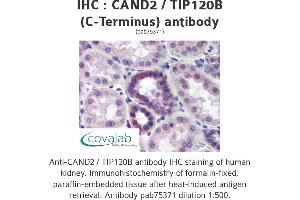 Image no. 1 for anti-Cullin-Associated and Neddylation-Dissociated 2 (CAND2) antibody (ABIN1732592) (CAND2 抗体)
