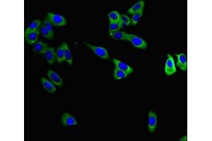 Immunofluorescent analysis of HepG2 cells using ABIN7159770 at dilution of 1:100 and Alexa Fluor 488-congugated AffiniPure Goat Anti-Rabbit IgG(H+L) (MAPT 抗体  (AA 33-166))