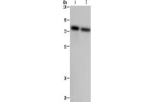 Western Blotting (WB) image for anti-Poly(A) Binding Protein, Cytoplasmic 1 (PABPC1) antibody (ABIN2423779) (PABP 抗体)