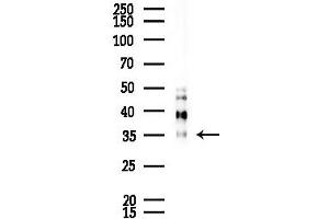 Western blot analysis of lysates from Mouse lung, using CLC Antibody at 1/1000 dilution. (Clca3 抗体)