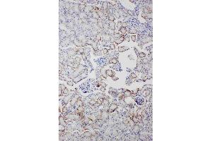 Anti-Serum Amyloid P Picoband antibody, IHC(P): Mouse Kidney Tissue (APCS 抗体  (AA 21-224))