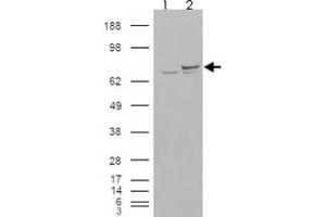 293 overexpressing XRCC6 and probed with XRCC6 polyclonal antibody  (mock transfection in first lane), tested by Origene. (XRCC6 抗体)