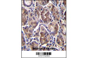 AMELX Antibody immunohistochemistry analysis in formalin fixed and paraffin embedded human stomach tissue followed by peroxidase conjugation of the secondary antibody and DAB staining. (AMELX 抗体  (N-Term))