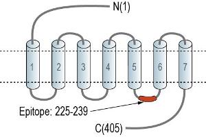 Representative domain view of the target of ABIN7884967.