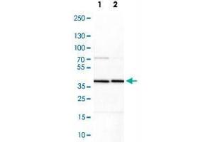 Western Blot analysis of Lane 1: NIH-3T3 cell lysate (mouse embryonic fibroblast cells) and Lane 2: NBT-II cell lysate (Wistar rat bladder tumor cells) with PRKAB1 polyclonal antibody .