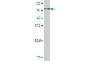 Western Blot detection against Immunogen (86.
