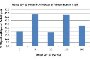 SDS-PAGE of Mouse Stromal Cell-Derived Factor-1 beta (CXCL12) Recombinant Protein Bioactivity of Mouse Stromal Cell-Derived Factor-1 beta (CXCL12) Recombinant Protein. (CXCL12 蛋白)