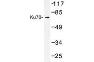Western blot analysis of Ku70 antibody in extracts from HeLa cells. (XRCC6 抗体)