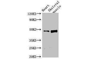 Western Blot Positive WB detected in: Rat heart tissue, Rat skeletal muscle tissue All lanes: LEXM antibody at 4 μg/mL Secondary Goat polyclonal to rabbit IgG at 1/50000 dilution Predicted band size: 48 kDa Observed band size: 48 kDa (BC055111 抗体  (AA 1-418))