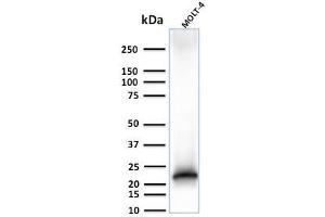 Western Blotting (WB) image for anti-CD3 epsilon (CD3E) (AA 23-119) antibody (ABIN6941035)