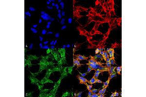 Immunocytochemistry/Immunofluorescence analysis using Mouse Anti-O-GlcNAc Monoclonal Antibody, Clone 9H6 . (O-GlcNAc 抗体 (APC))