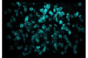 Immunofluorescence analysis of entire human tonsil tissue sample, optical cleared with BABB, using CD8 (3ALB177, 10 μg/mL) monoclonal LIMAAbody®, Alexa Fluor® 647 on Zeiss LS7. (Recombinant CD8 抗体  (Extracellular Domain))