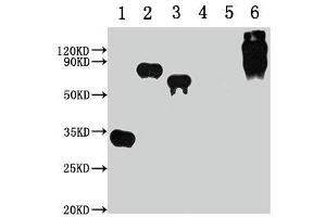 Western Blot Positive WB detected in: 1-3 lanes: E-tagged fusion protein, 4-5 lanes: Recombinant protein without E-tagged, 6 lane: BSA-E-Tag All lanes: E-Tag antibody at 1:1000 Secondary Goat polyclonal to Mouse IgG at 1/10000 dilution Predicted band size: 30, 68, 55, 67-157 kDa Observed band size: 30, 68, 55, 67-157 kDa (E Tag 抗体)