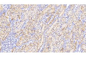 Immunohistochemistry (IHC) image for anti-Aminoacylase 1 (ACY1) (AA 2-408) antibody (ABIN7434791)