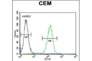 FB Antibody (Center) (ABIN651921 and ABIN2840456) flow cytometric analysis of CEM cells (right histogram) compared to a negative control cell (left histogram). (FAM105B 抗体  (AA 99-128))
