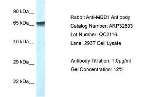 WB Suggested Anti-MBD1 Antibody   Titration: 1. (MBD1 抗体  (C-Term))