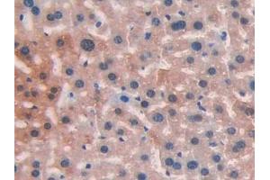 DAB staining on IHC-P; Samples: Mouse Liver Tissue (LIFR 抗体  (AA 151-290))