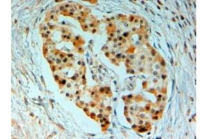 Immunohistochemistry (IHC) image for anti-Sirtuin 4 (SIRT4) (C-Term) antibody (ABIN185191)