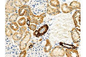 ABIN6257298 and ABIN6275372 at 1/100 staining Rat kidney tissue by IHC-P. (KCNK15 抗体  (C-Term))