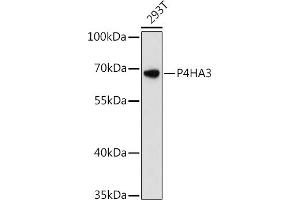 Western blot analysis of extracts of 293T cells, using P4H antibody (ABIN6132886, ABIN6145137, ABIN6145138 and ABIN6217878) at 1:3000 dilution. (P4HA3 抗体  (AA 20-110))