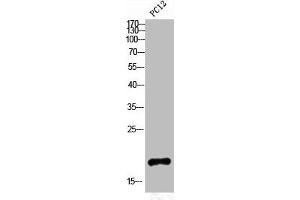 Western Blot analysis of PC12 cells using Somatostatin Polyclonal Antibody (Somatostatin 抗体  (N-Term))