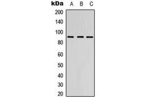 Western blot analysis of EMR2 expression in HEK293T (A), Raw264. (EMR2 抗体  (Center))