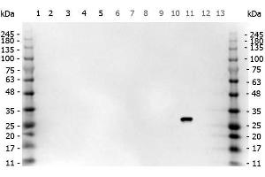 Western Blot of Goat anti-GFP antibody. (GFP 抗体)