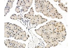 ABIN7094801 and ABIN7098852 at 1/100 staining Rat pancreatic tissue by IHC-P. (L3MBTL1 抗体  (Internal Region))
