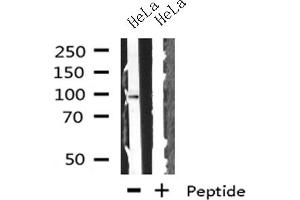 Western blot analysis on HeLa cells lysate using GADD34 antibody (GADD34 抗体)