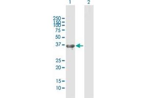 Western Blot analysis of NKD2 expression in transfected 293T cell line by NKD2 MaxPab polyclonal antibody. (NKD2 抗体  (AA 1-311))