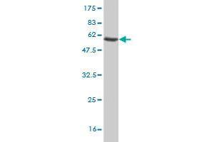 Western Blotting (WB) image for anti-phospholipid Scramblase 3 (PLSCR3) (AA 1-295) antibody (ABIN528073)