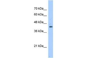 WB Suggested Anti-GNAS  Antibody Titration: 1. (GNAS 抗体  (N-Term))