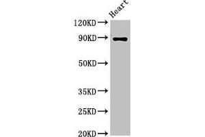 Western Blot Positive WB detected in: Rat heart tissue All lanes: CDH15 antibody at 3. (CDH15 抗体  (AA 639-766))