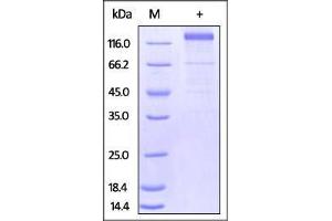 CMV Glycoprotein B (CMV gB) (AA 23-700) protein (Fc Tag)