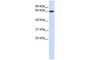 WB Suggested Anti-CKAP4 Antibody Titration:  0. (CKAP4 抗体  (Middle Region))