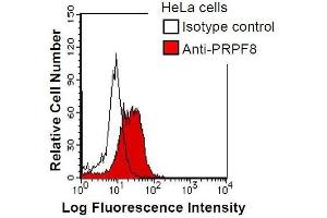 HeLa cells were fixed in 2% paraformaldehyde/PBS and then permeabilized in 90% methanol. (PRPF8 抗体)
