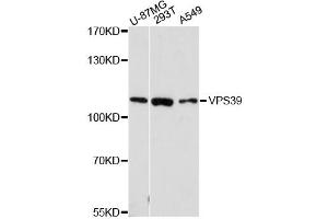 Western blot analysis of extracts of various cell lines, using VPS39 antibody (ABIN6293664) at 1:3000 dilution. (VPS39 抗体)