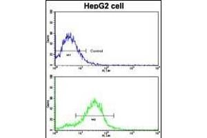 Flow cytometric analysis of HepG2 cells using BR2 Antibody (N-term)(bottom histogram) coared to a negative control cell (top histogram). (BMPR2 抗体  (N-Term))