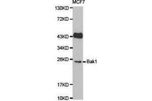 Western Blotting (WB) image for anti-BCL2-Antagonist/killer 1 (BAK1) antibody (ABIN1871224) (BAK1 抗体)
